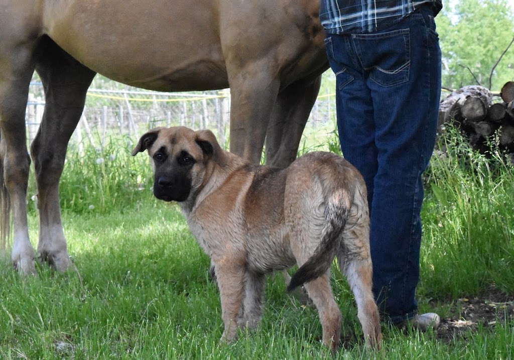 The Barefoot Ranch | 9108 E Rd 98N, Teulon, MB R0C 3B0, Canada | Phone: (204) 801-6833