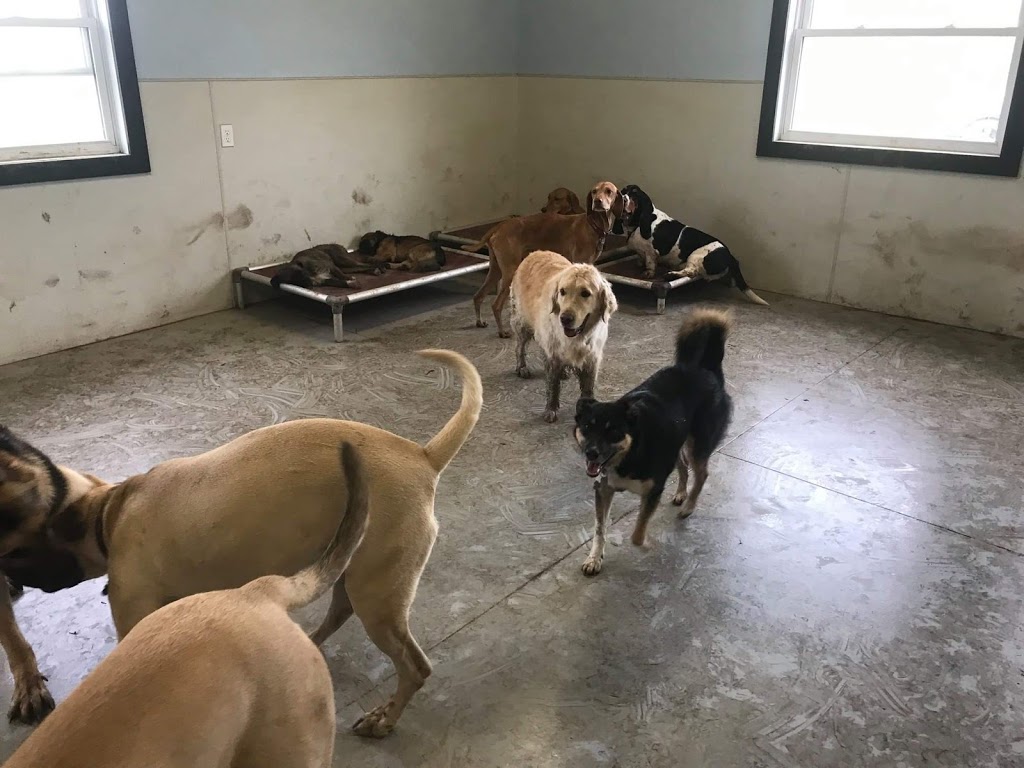Tail Waggin Dog Ranch | 20676 Muncey Rd, Muncey, ON N0L 1Y0, Canada | Phone: (519) 264-0951