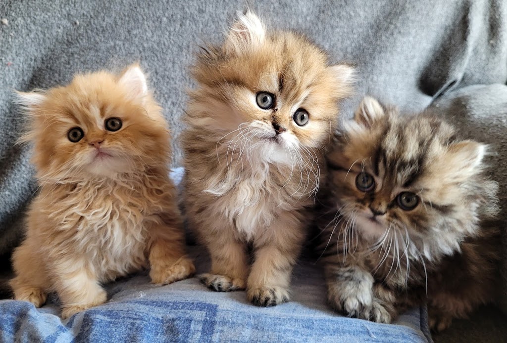 Furrari Persians | 9006 Moyie Ave, Yahk, BC V0B 2P0, Canada | Phone: (250) 402-3975
