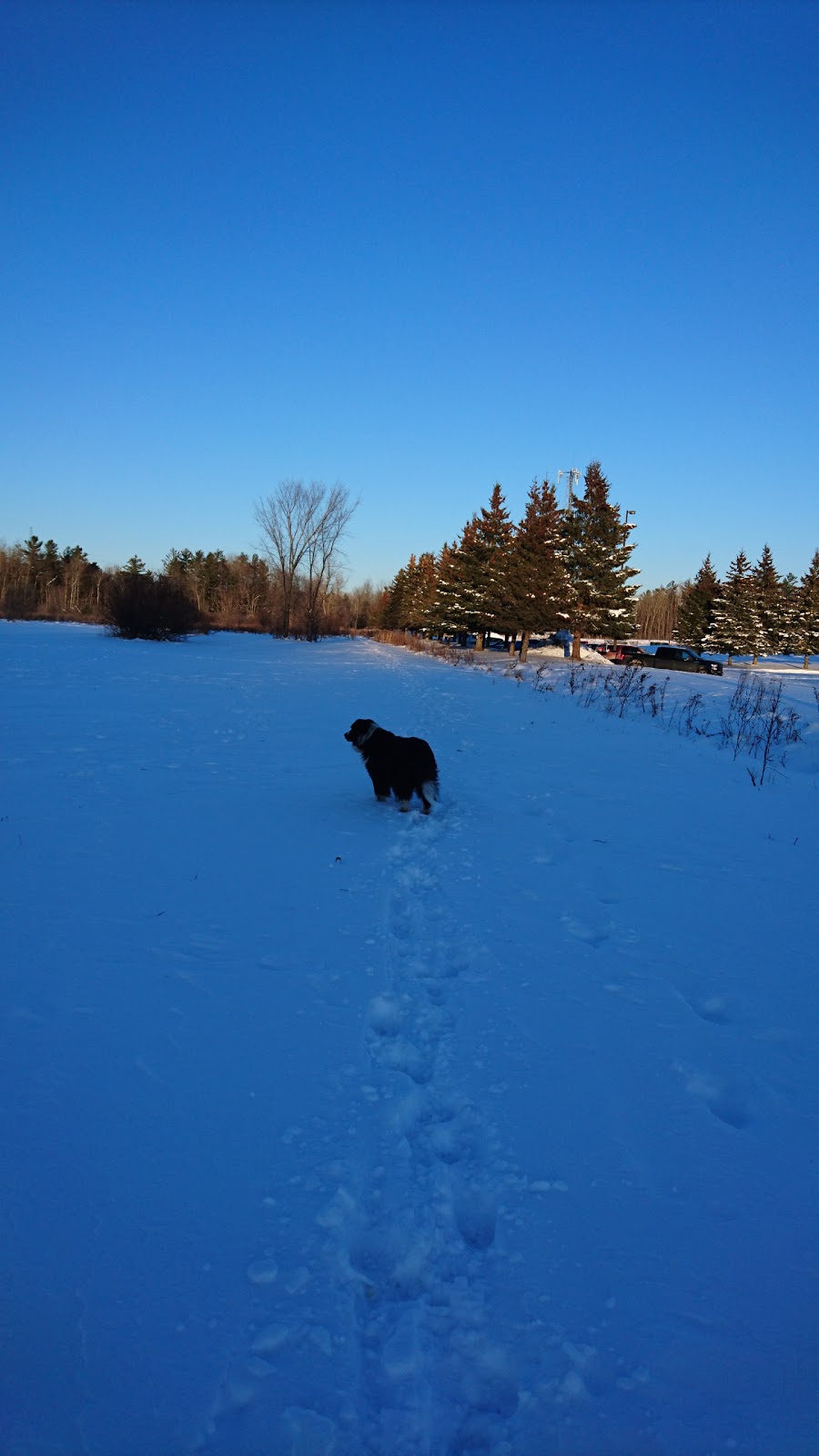 Technologie Dog Park | 200 Boulevard de la Technologie, Gatineau, QC J8Z 3H8, Canada