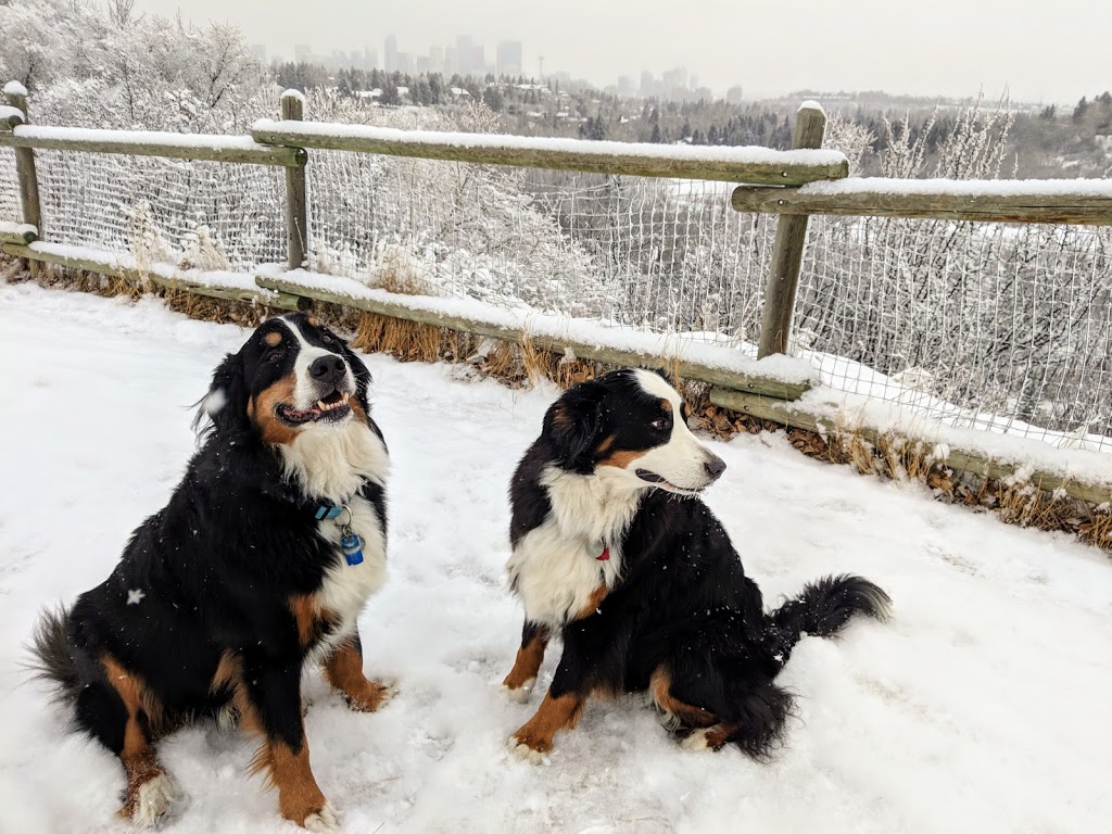 Sandy Beach Off-leash River Access | Southwest Calgary, Calgary, AB T2S, Canada