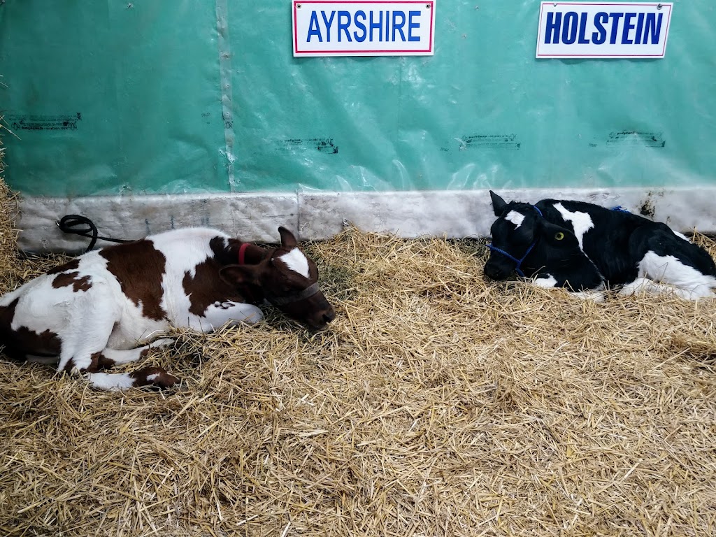 Caledonia Fairgrounds | 151 Caithness St E, Caledonia, ON N3W 1C2, Canada | Phone: (905) 765-6861