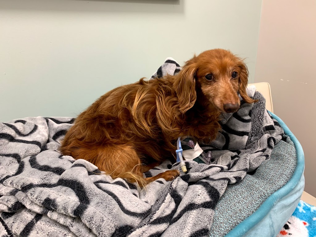 Brant-Norfolk Veterinary Clinic | 143 Lynden Rd, Brantford, ON N3R 8A7, Canada | Phone: (519) 720-0753