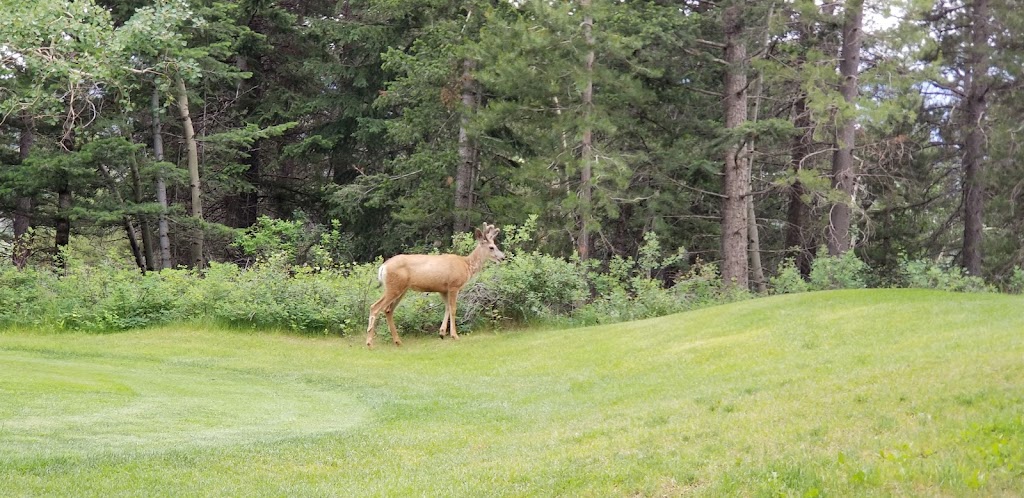 Crowsnest Pass Golf Club | 10701 24 Ave, Blairmore, AB T0K 0E0, Canada | Phone: (403) 562-2776
