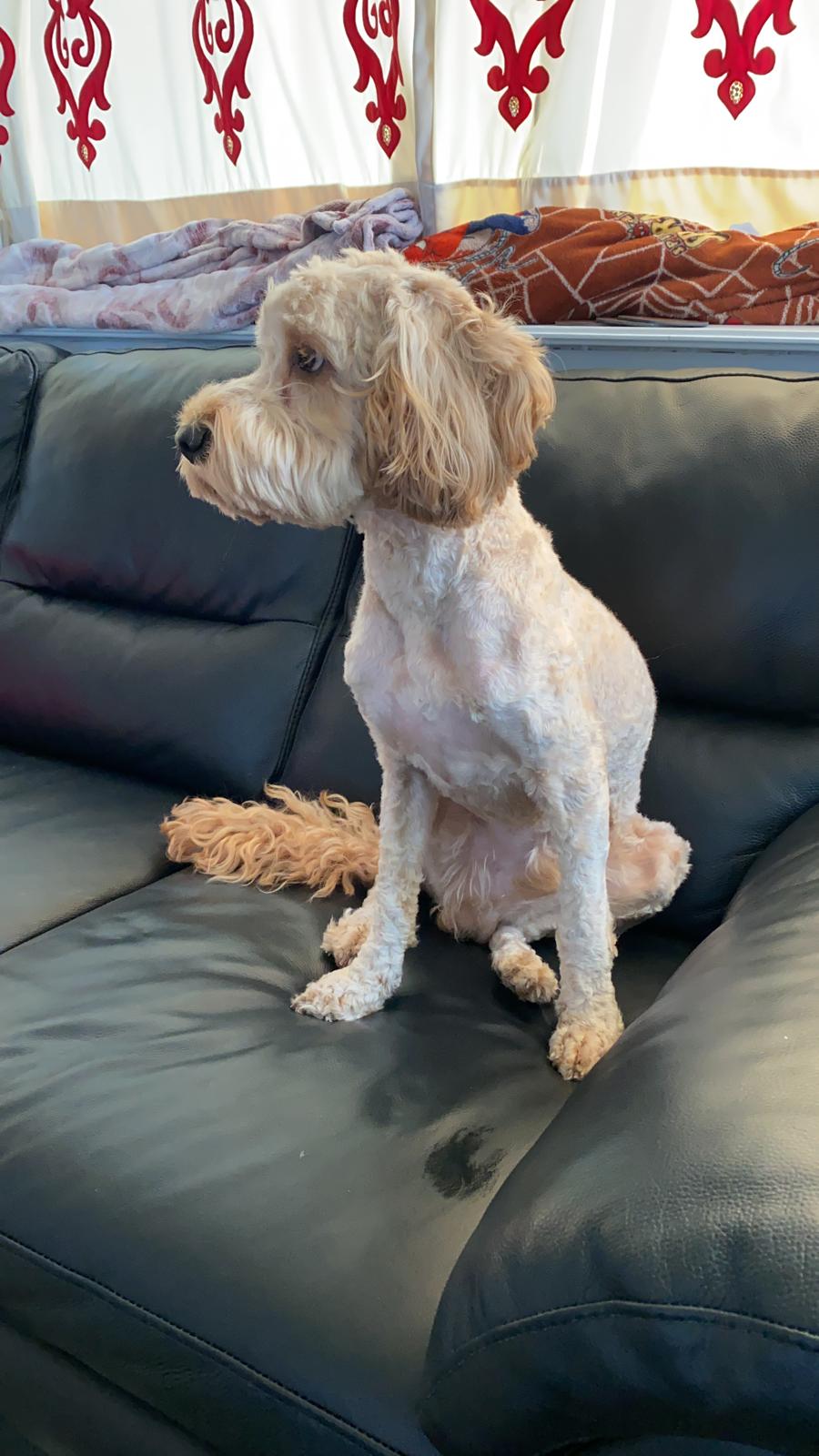 Haute Dogs Pet Grooming | 42 Main St S, Milton, ON L0P, Canada | Phone: (647) 783-1874