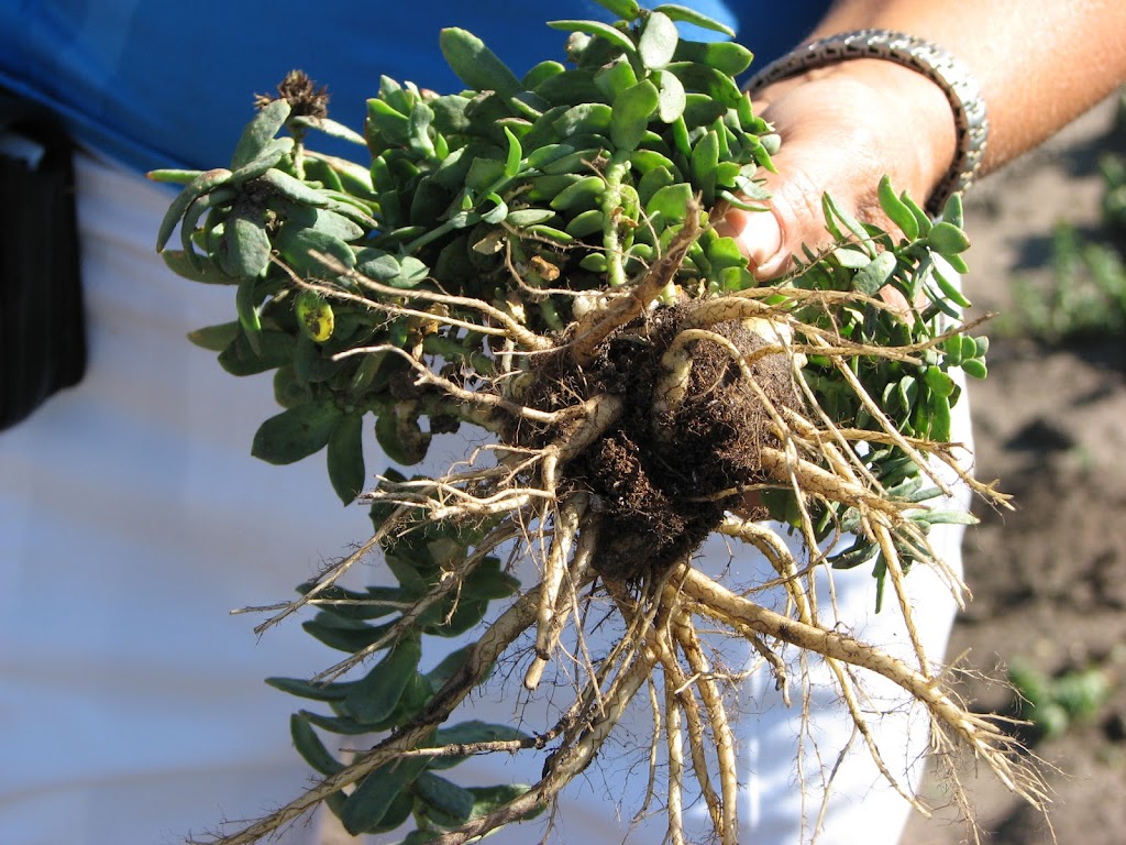 Rhodiola Growers of Canada | MOUNTAIN VIEW COUNTY RR 2 Site 14, Olds, AB T4H 1P3, Canada | Phone: (403) 650-7257