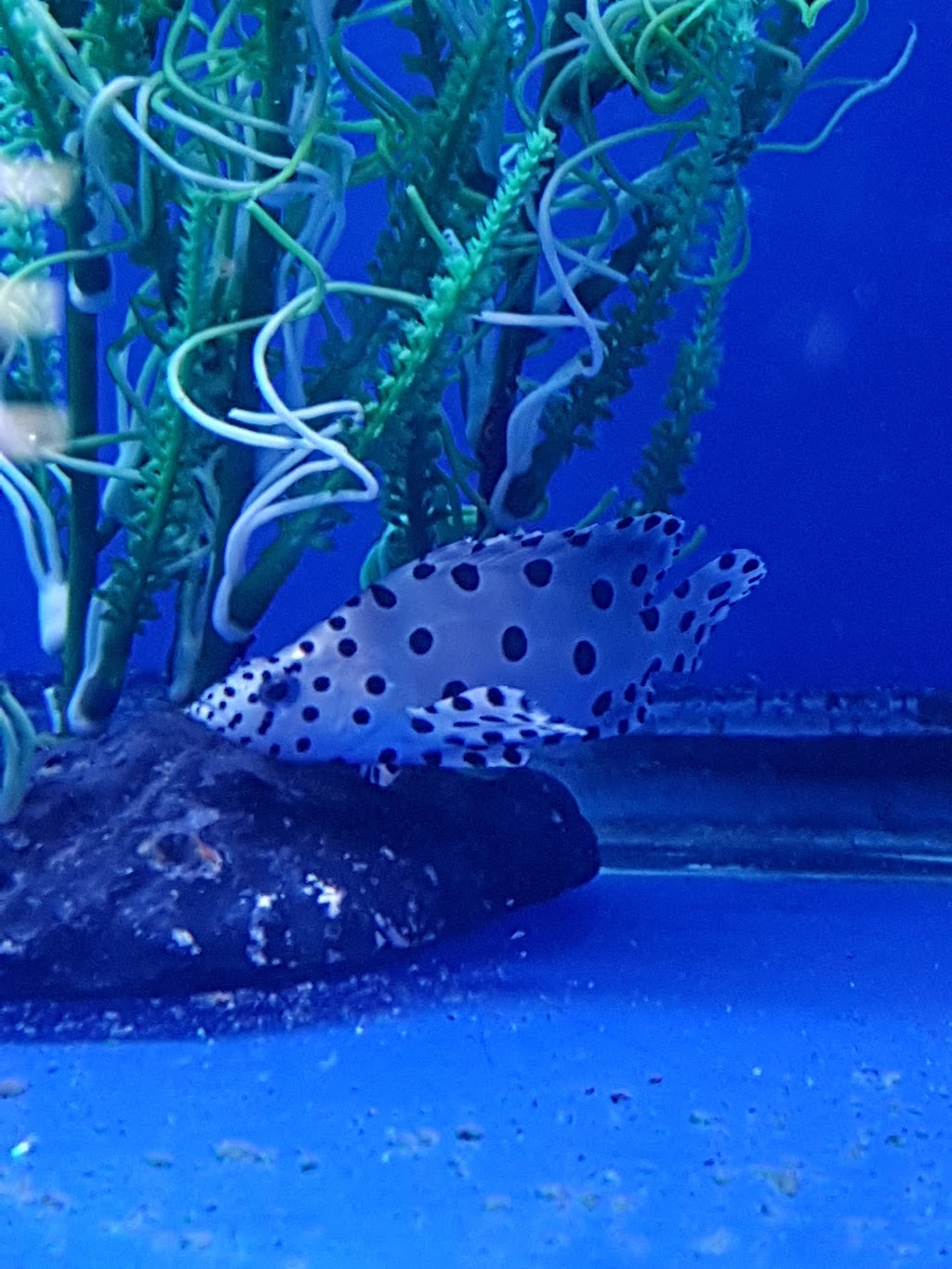 Big Als Aquarium Supercentres - Whitby | 1916 Dundas St E, Whitby, ON L1N 2L6, Canada | Phone: (905) 725-3474