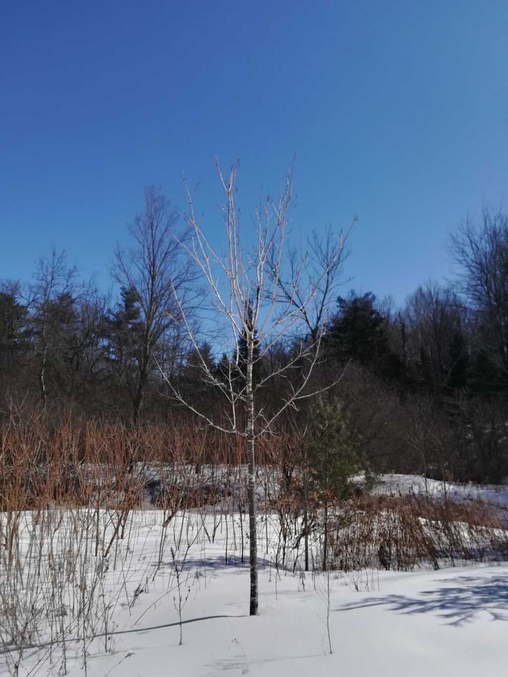 Pleurotes | District de Deschenes, Gatineau, QC J9J 1A1, Canada