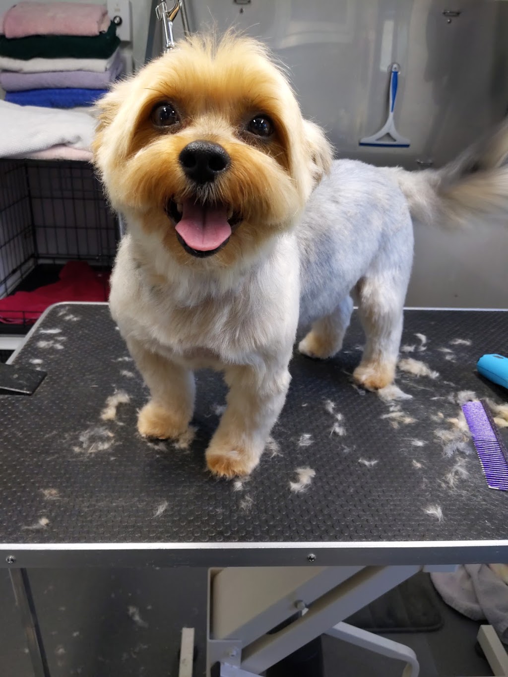 Insanity Barks! | 1641 Westminster Ave, Port Coquitlam, BC V3B 1E4, Canada | Phone: (604) 928-8748