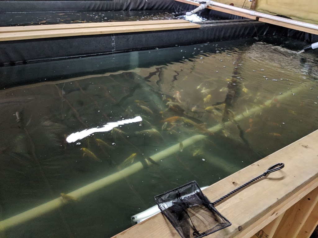 We’re So Koi | 12365 Ridge Line, Ridgetown, ON N0P 2C0, Canada | Phone: (519) 401-8191