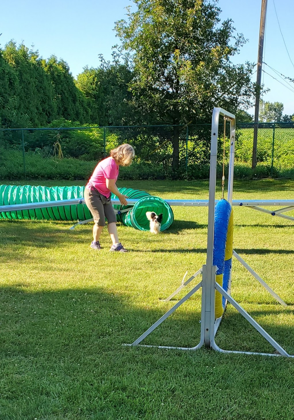 ClassPup Animal Training and Behaviour | 7971 Collison Side Rd, Harrow, ON N0R 1G0, Canada | Phone: (519) 736-4221