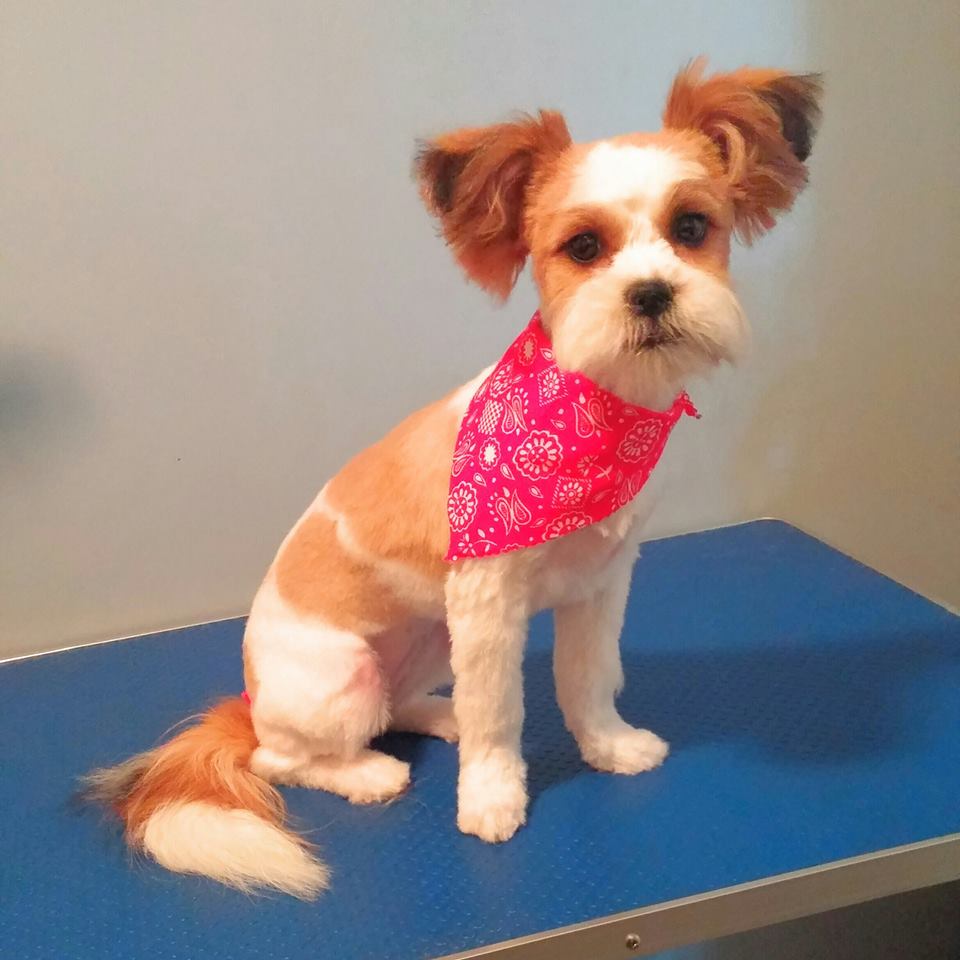 Stephs Dog Grooming | 67 Woodstock St S, Tavistock, ON N0B 2R0, Canada | Phone: (226) 749-0879
