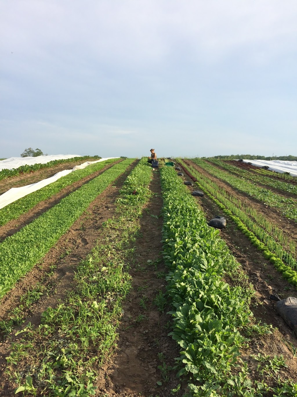 Aldergrove Farm | 211537 Baseline Rd, Mount Forest, ON N0G 2L0, Canada | Phone: (647) 927-8763