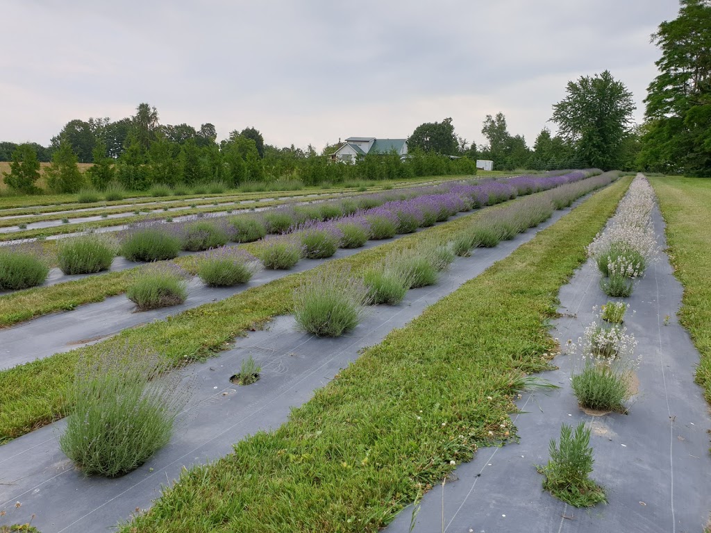 Christel Lake Lavender | 1381 Scugog Line 12, Greenbank, ON L0C 1B0, Canada | Phone: (905) 985-9060