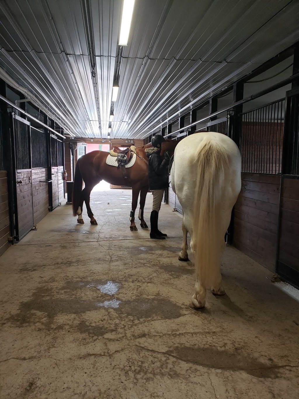 Shenandoah Equestrian Limited | 5503 Blind Line, Burlington, ON L7P 0B1, Canada | Phone: (905) 334-8814
