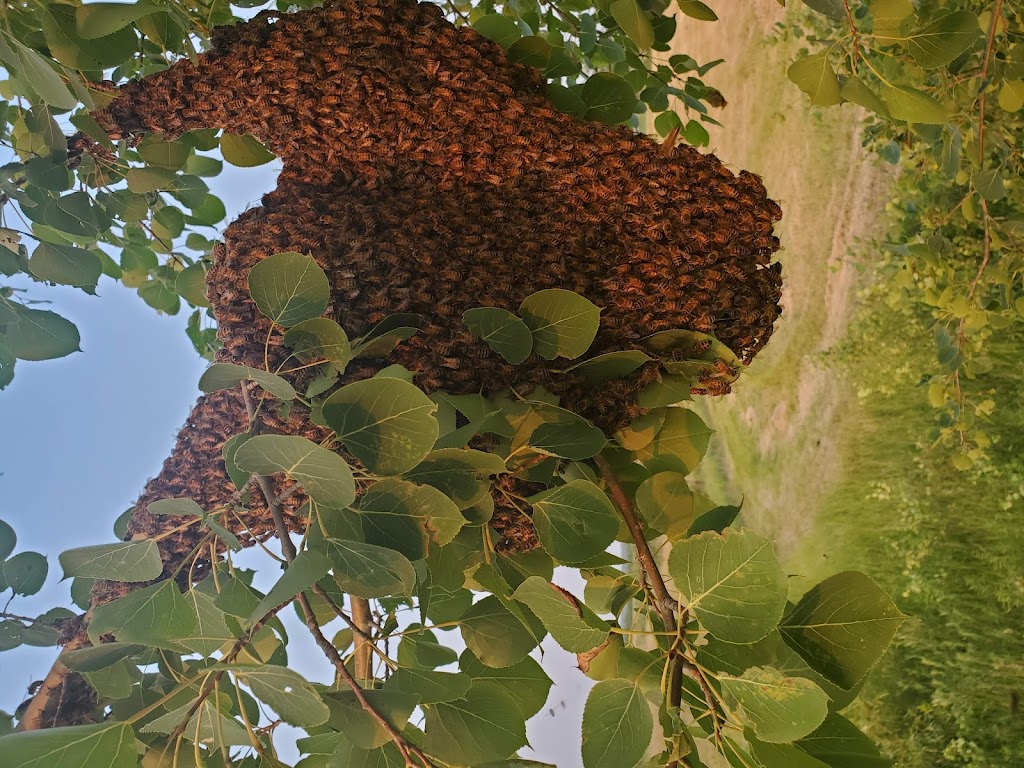 Sandilands Apiary | 48112 Provincial Trunk Hwy 12, Zhoda, MB R0A 2P0, Canada | Phone: (204) 408-4250