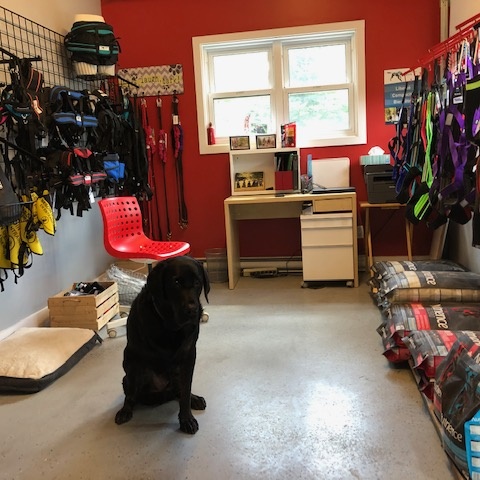 Sirius Sports Canins | 1404 Rue Shefford, Bromont, QC J2L 1E1, Canada | Phone: (450) 525-5051