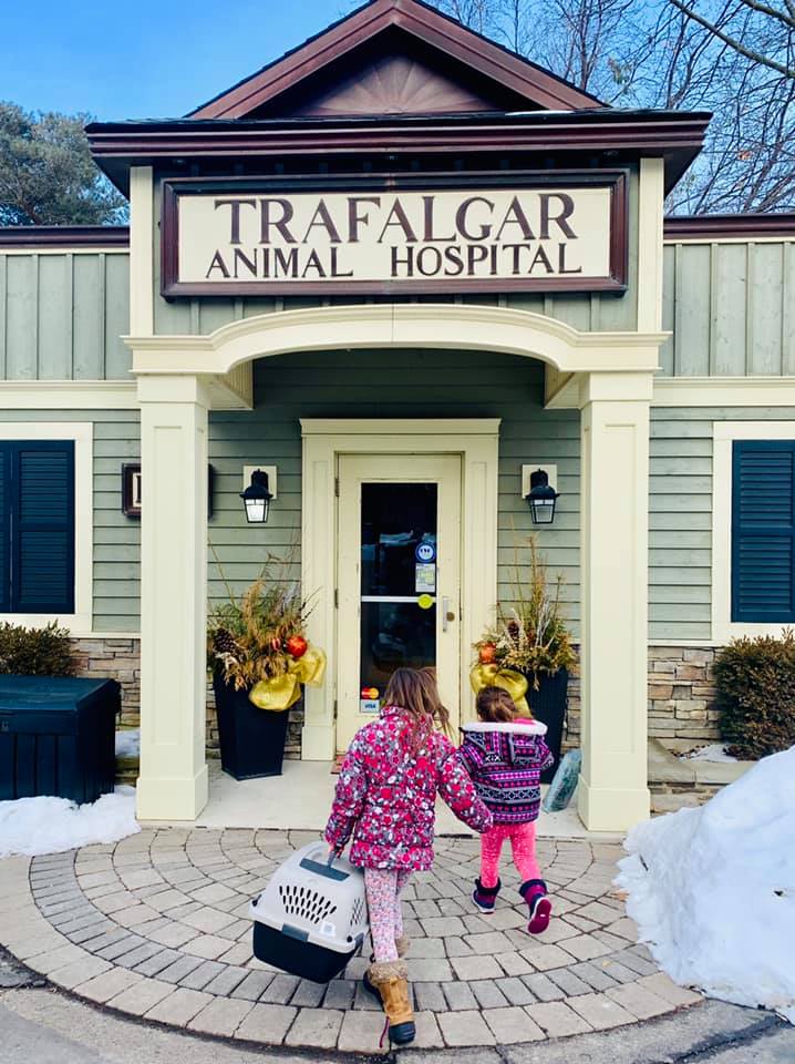 Trafalgar Animal Hospital | 1063 Sixth Line, Oakville, ON L6H 1W6, Canada | Phone: (905) 845-2611