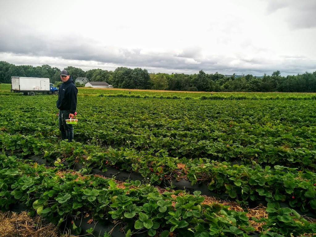 Polyculture Plante 1987 inc. | 8684 Chem. Royal, Sainte-Pétronille, QC G0A 4C0, Canada | Phone: (418) 828-9603