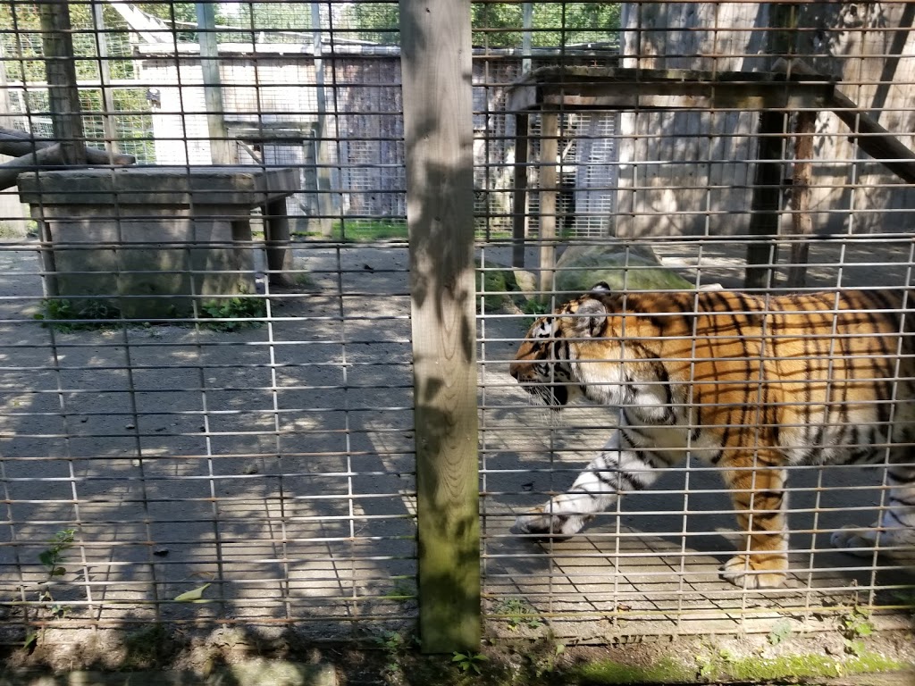 Elmvale Jungle Zoo | 14191 Simcoe County Rd 27, Phelpston, ON L0L 2K0, Canada | Phone: (705) 322-1112