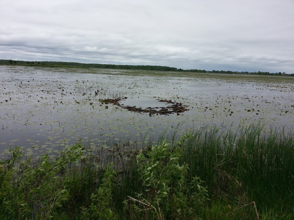 Tiny Marsh Provincial Wildlife Area | 500 Tiny Flos Townline, Elmvale, ON L0L 1P0, Canada | Phone: (705) 322-2200