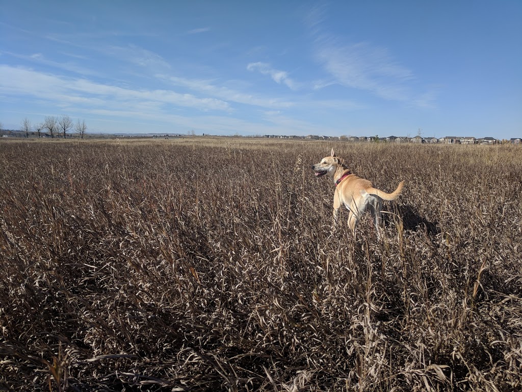 Off Leash Park | 132 Drake Landing Ridge, Okotoks, AB T1S 0H1, Canada | Phone: (403) 938-4404