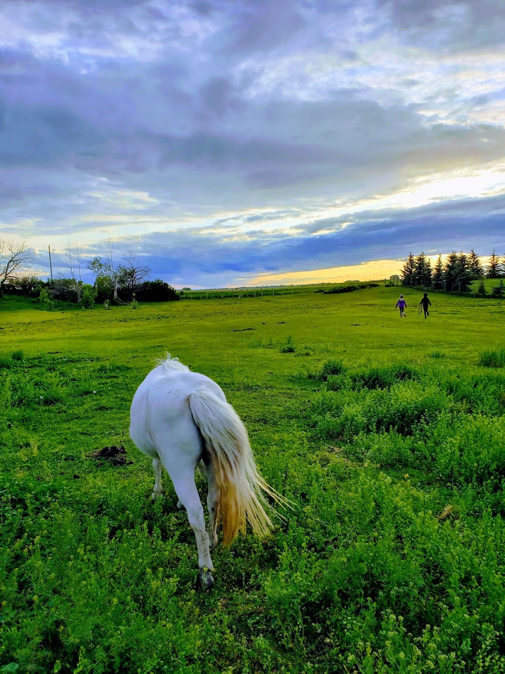 KELJDO STABLES | 7215 34 St SW, Edmonton, AB T6X 2R9, Canada | Phone: (780) 238-1955