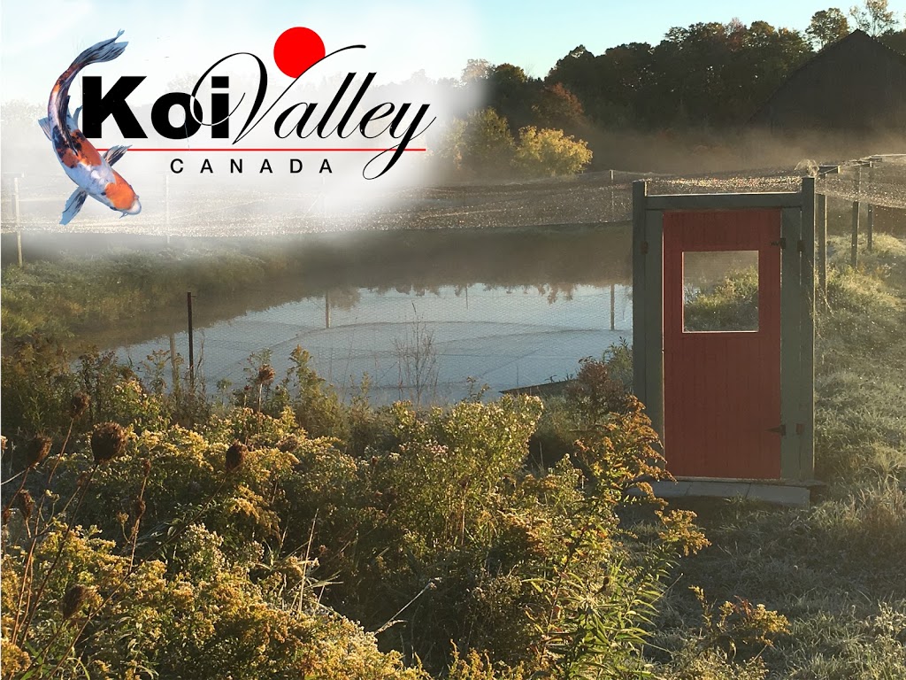 Koi Valley Canada | 609 Lifford Rd, Bethany, ON L0A 1A0, Canada | Phone: (705) 875-5009