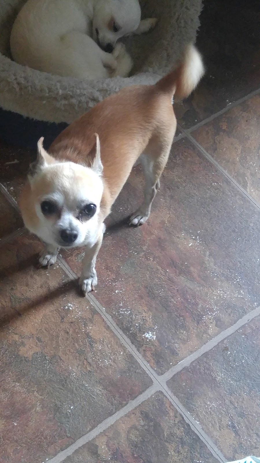 Dottea Muskoka Chihuahuas | 1411 Hwy 11 RR2, Kilworthy, ON P0E 1G0, Canada | Phone: (705) 689-8972