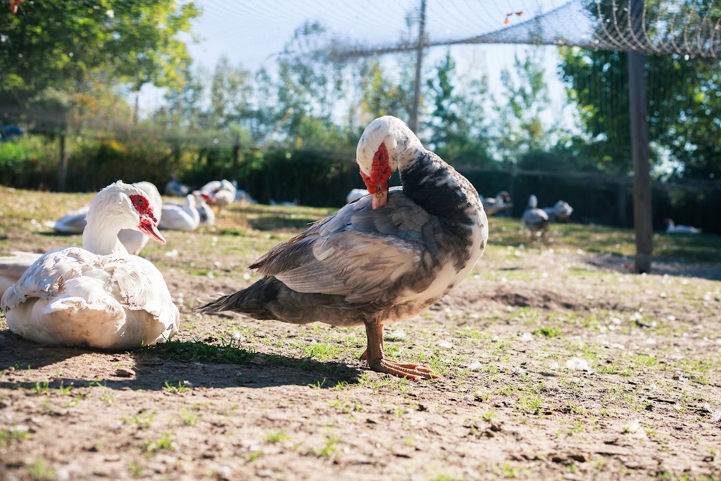 Le Canard Goulu | 524 Rang Bois Joly, Saint-Apollinaire, QC G0S 2E0, Canada | Phone: (418) 881-2729