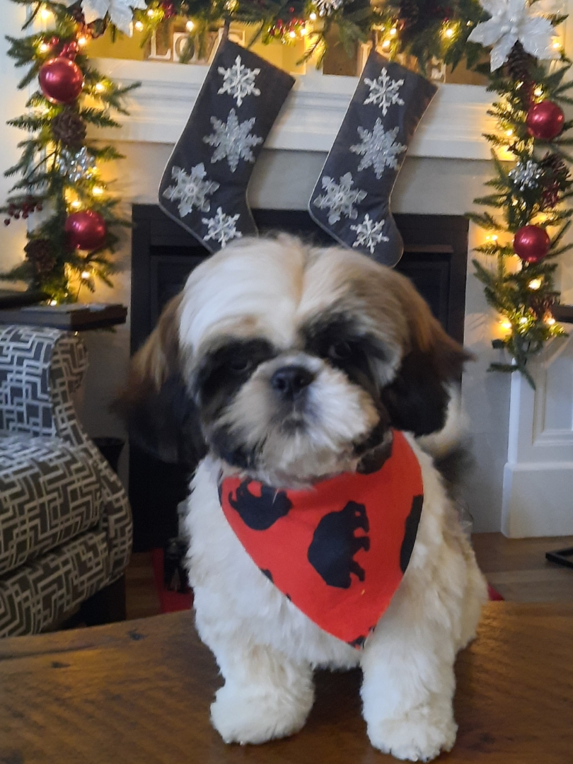 The Pampered Pooch | 493 Main St S, Exeter, ON N0M 1S1, Canada | Phone: (519) 235-6191