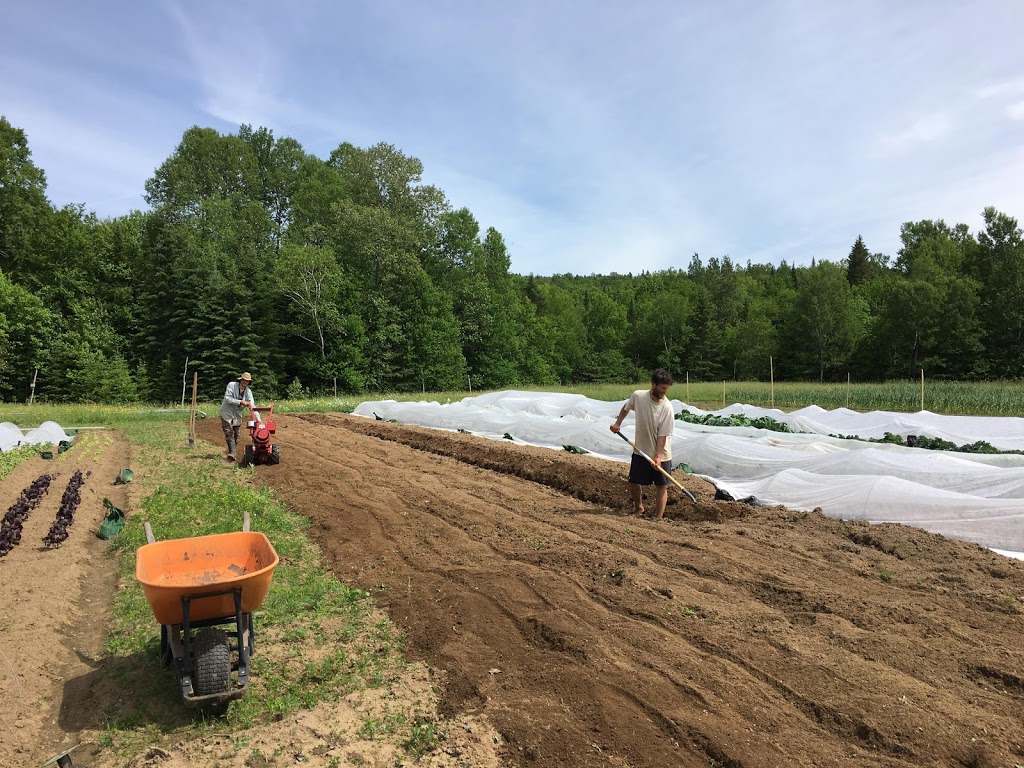 Jardin cent pépins | 542 Montée Fortier, Mont-Tremblant, QC J8E 2E5, Canada | Phone: (819) 341-6380