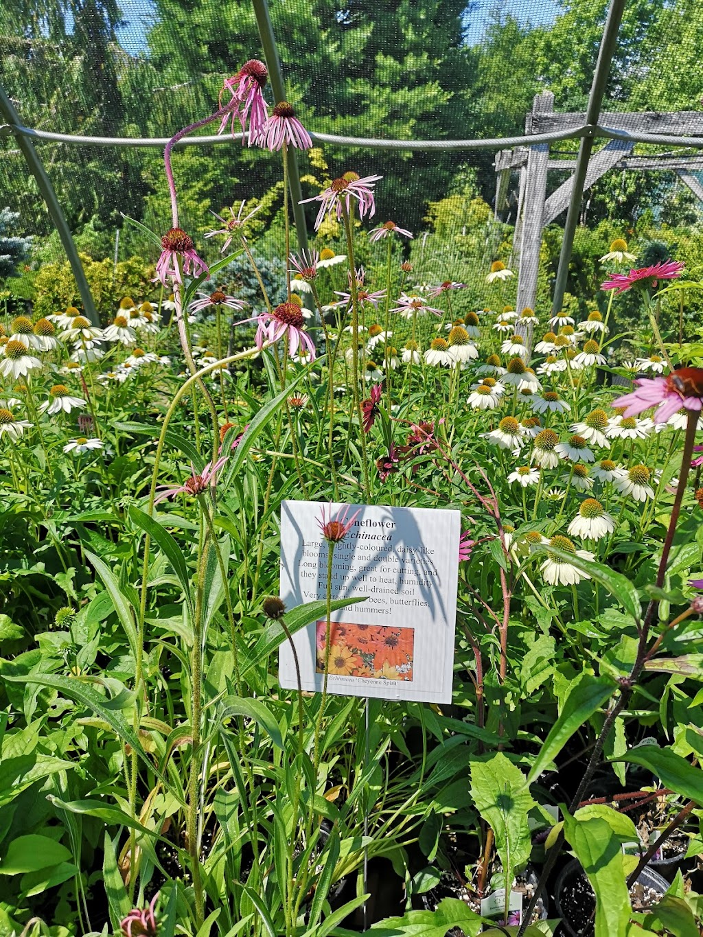 The Briar Patch Farm & Nursery | 4568 Highway #1, South Berwick, NS B0P 1E0, Canada | Phone: (902) 538-9164