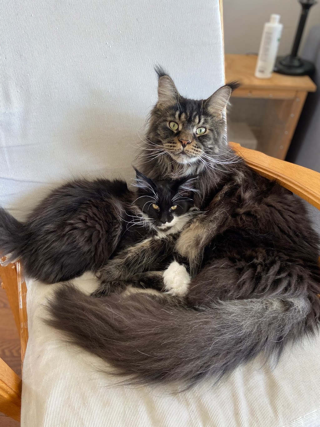 Chatterie Lovin’ coon cattery | Rue des Explorateurs, Vaudreuil-Soulanges, QC J7T 0A3, Canada | Phone: (514) 258-7068