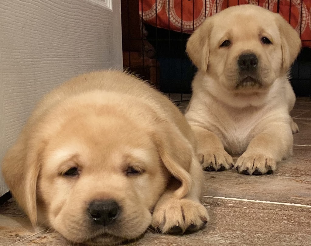 Tristan Finn Labradors & Service Dogs | 1965 Division Rd E, Severn, ON L3V 0X8, Canada | Phone: (705) 619-2211