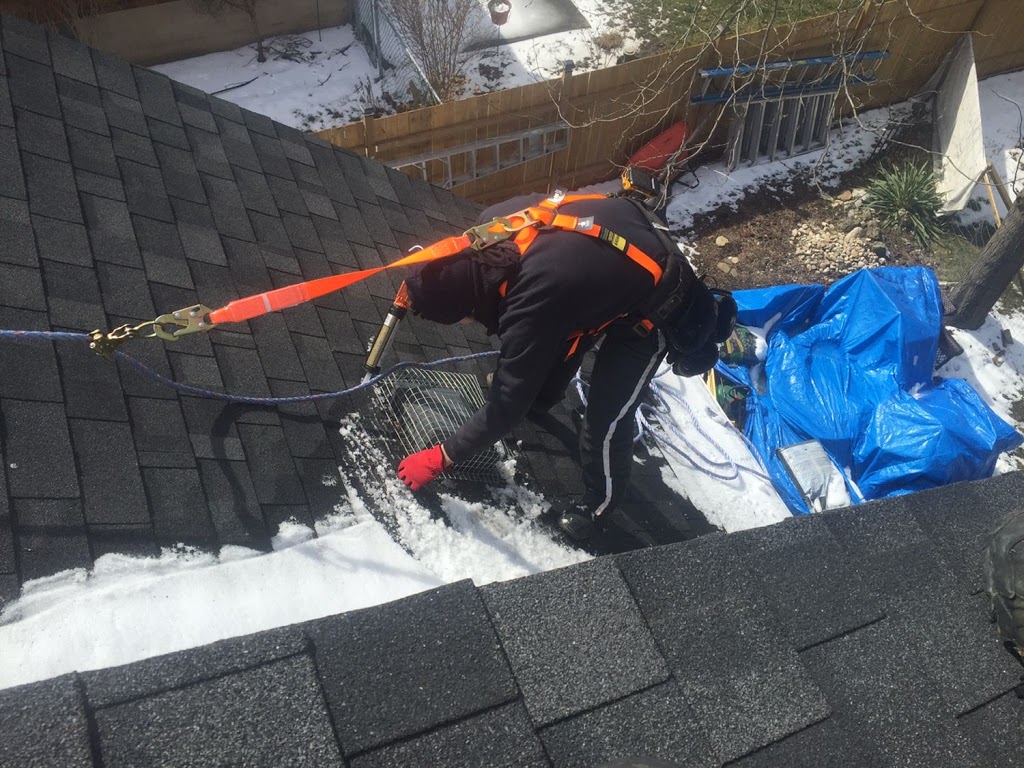 Ontario Wildlife Removal Inc. | 56 Highland Dr, Brantford, ON N3T 0L5, Canada | Phone: (226) 802-9453
