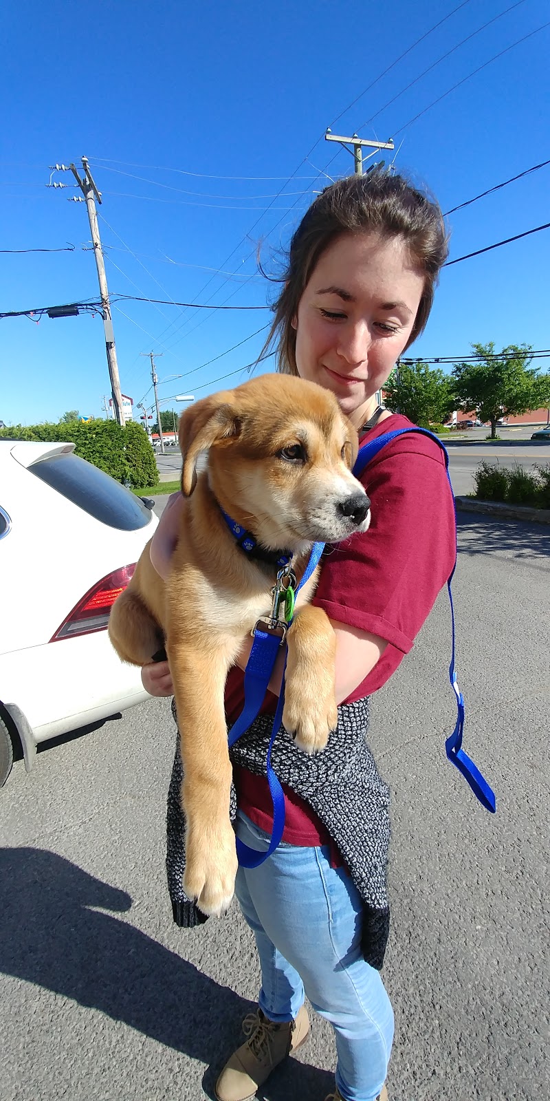 Inspecteur Canin | 678 Rue de la Visitation, Saint-Charles-Borromée, QC J6E 7S3, Canada | Phone: (450) 756-4791