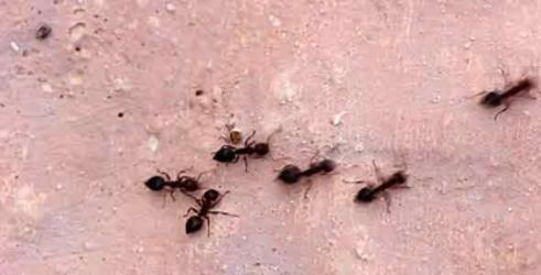 Pest Control Barrie | 454 Bayfield St, Barrie, ON L4M 5A2, Canada | Phone: (705) 812-1412