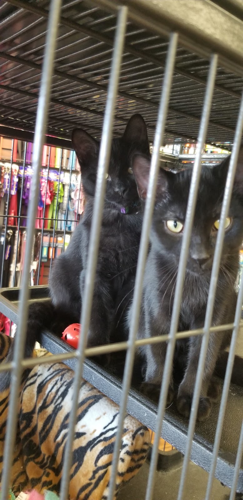 Pet Valu | 1550 Upper James St, Hamilton, ON L9B 2L6, Canada | Phone: (905) 574-5107