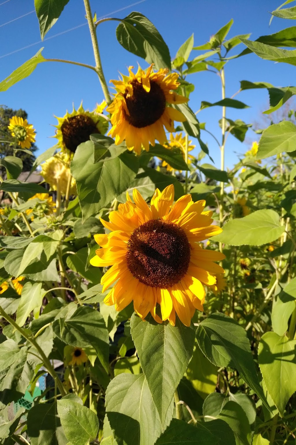 Rock Garden Farms | 16930 Airport Rd, Caledon East, ON L7C 2X1, Canada | Phone: (905) 584-9461