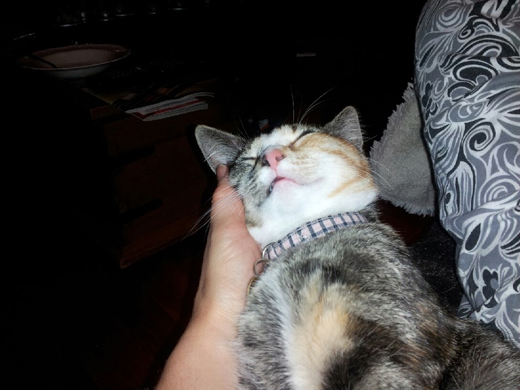 Gurr & Purr Professional Pet Sitting | Tomahawk Dr, Grimsby, ON L3M 5G5, Canada | Phone: (289) 683-6369
