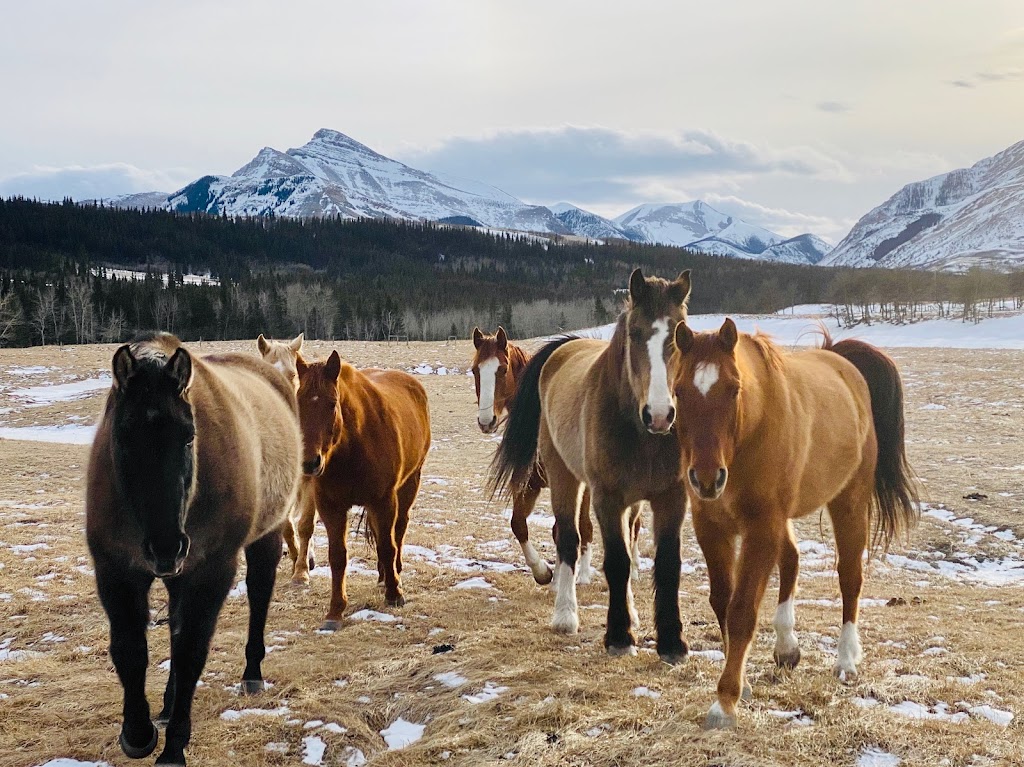 Thanksgiving Ranch | SE 26-4-1-W5M, Pincher Creek, AB T0K 1W0, Canada | Phone: (403) 627-1961