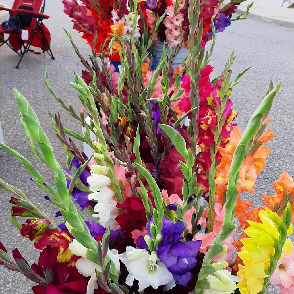 The Crazy Glad Lady | 4667 Perth County Line 20, Saint Pauls Station, ON N0K 1V0, Canada | Phone: (519) 393-6038
