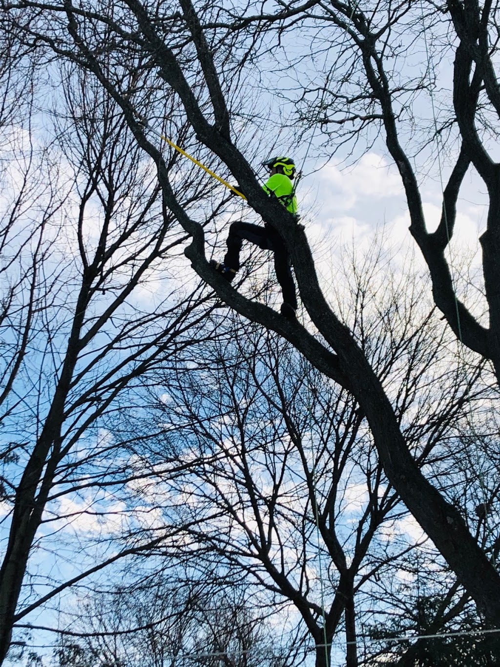 Northshore Tree Experts | 15 Oakley Park Square, Barrie, ON L4M 2J9, Canada | Phone: (705) 315-0210