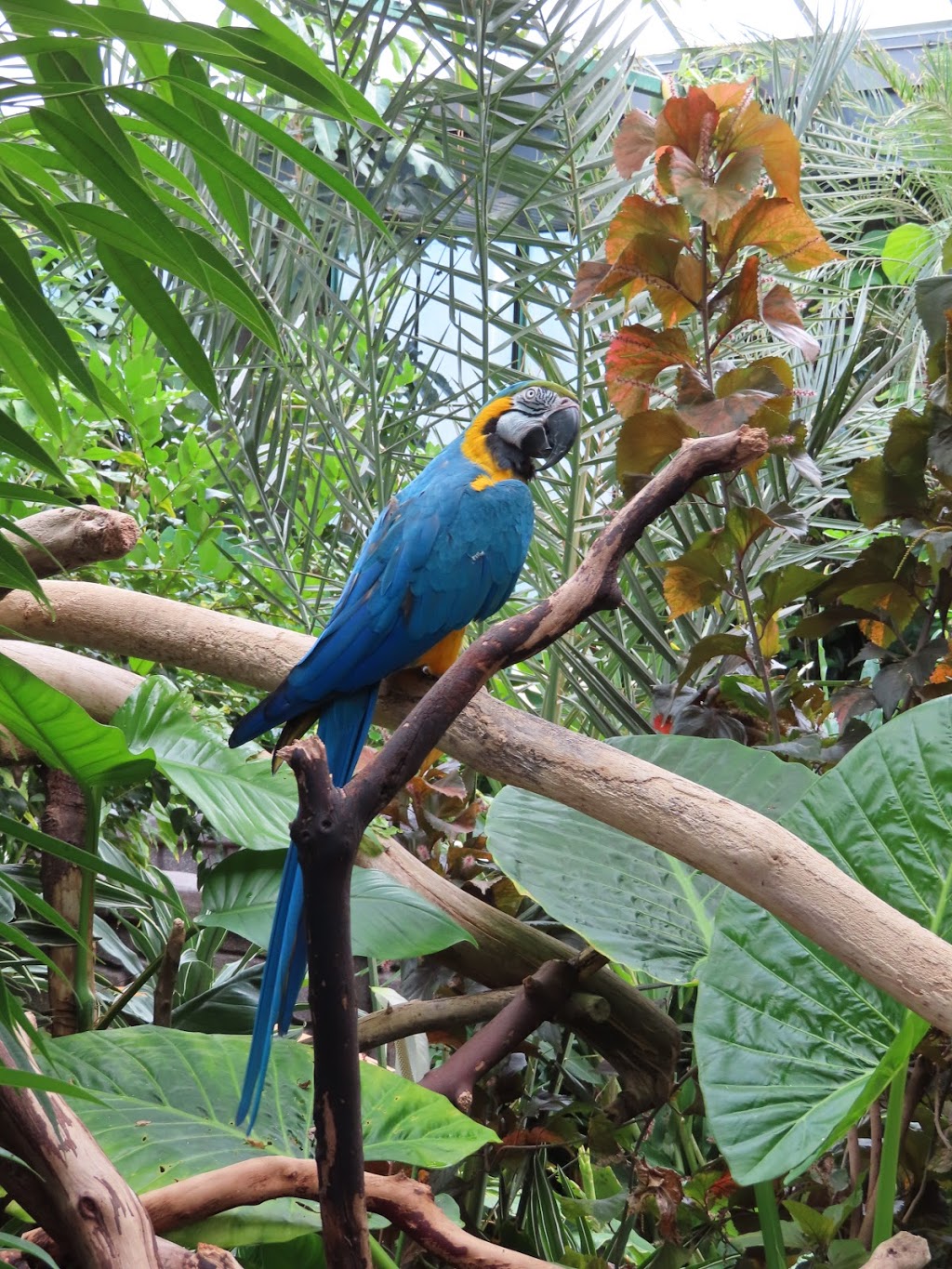 Victoria Butterfly Gardens | 1461 Benvenuto Ave, Brentwood Bay, BC V8M 1J5, Canada | Phone: (250) 652-3822