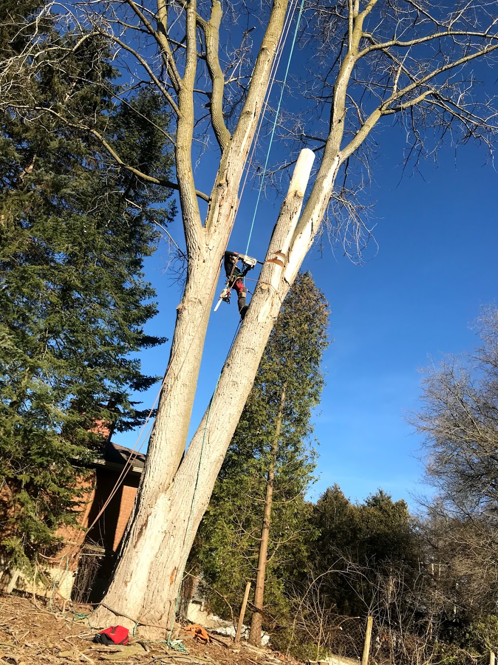 Summit Tree Service | 6709 Glendon Dr, Melbourne, ON N0L 1T0, Canada | Phone: (519) 868-0140