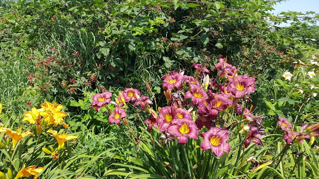 Nottawasaga Daylillies | Concession Rd 3, Creemore, ON L0M 1G0, Canada | Phone: (705) 466-2916