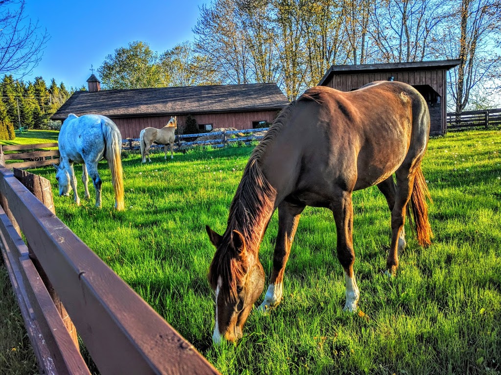 Shaddocks Paddocks | 8465 Wellington Road 22, RR1, Belwood, ON N0B 2K0, Canada | Phone: (647) 203-5507