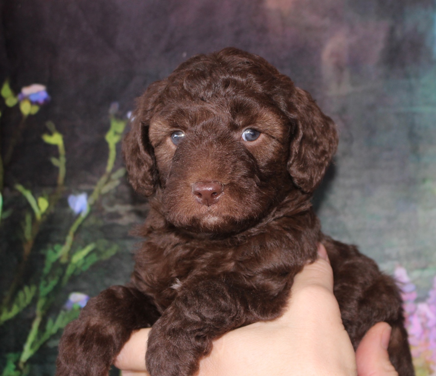 Arrowhead Labradoodles and Cobberdogs | 5121 Line 89, Gowanstown, ON N0G 1Y0, Canada | Phone: (519) 292-9284