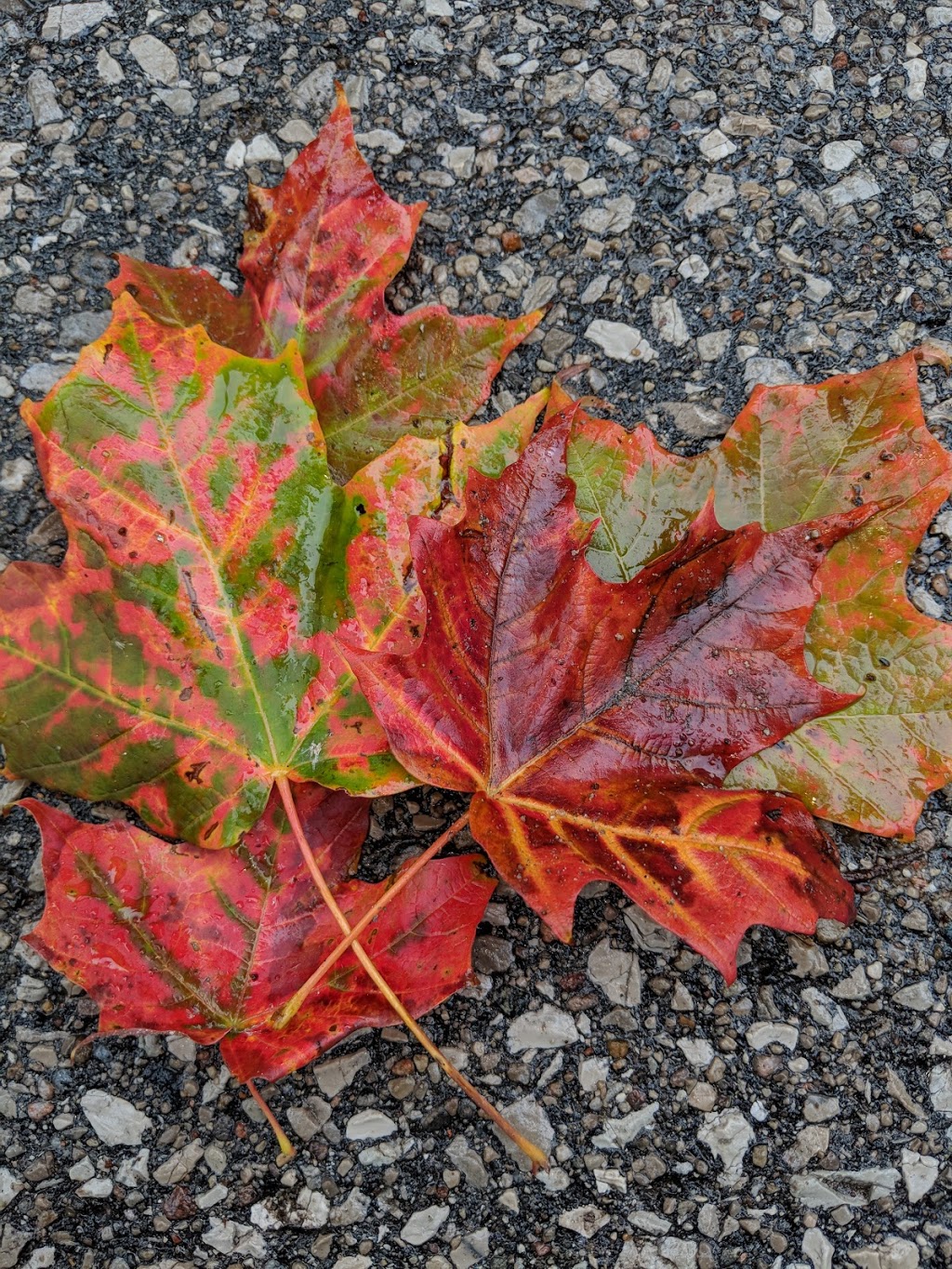 Tudhope Park | Orillia, ON, Canada
